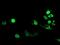 Forkhead Box I1 antibody, MA5-26378, Invitrogen Antibodies, Immunocytochemistry image 