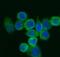 Eukaryotic translation initiation factor 5A-1 antibody, A01727-4, Boster Biological Technology, Immunofluorescence image 