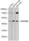 Serpin B8 antibody, 14-760, ProSci, Western Blot image 