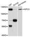 Kinesin-like protein KIFC3 antibody, A09146, Boster Biological Technology, Western Blot image 
