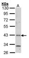 Histamine H4 receptor antibody, LS-C185370, Lifespan Biosciences, Western Blot image 
