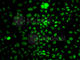 KI-67 antibody, A2094, ABclonal Technology, Immunofluorescence image 