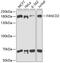FA Complementation Group D2 antibody, GTX55614, GeneTex, Western Blot image 