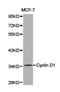 Cyclin D1 antibody, LS-C192702, Lifespan Biosciences, Western Blot image 