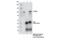 YTH Domain Containing 1 antibody, 77422S, Cell Signaling Technology, Immunoprecipitation image 