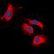 Ret Proto-Oncogene antibody, orb304550, Biorbyt, Immunocytochemistry image 