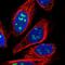 Cysteine And Serine Rich Nuclear Protein 3 antibody, HPA017905, Atlas Antibodies, Immunofluorescence image 