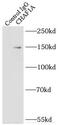 Chromatin Assembly Factor 1 Subunit A antibody, FNab01630, FineTest, Immunoprecipitation image 