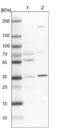 Chromosome 19 Open Reading Frame 47 antibody, NBP1-91722, Novus Biologicals, Western Blot image 