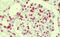 Anaphase-promoting complex subunit 10 antibody, MBS248192, MyBioSource, Immunohistochemistry frozen image 
