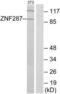 Zinc finger protein 287 antibody, LS-B8529, Lifespan Biosciences, Western Blot image 