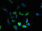 Protein FAM168B antibody, LS-C395878, Lifespan Biosciences, Immunofluorescence image 