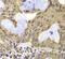 TERF2 Interacting Protein antibody, FNab08599, FineTest, Immunohistochemistry frozen image 