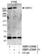 HECT And RLD Domain Containing E3 Ubiquitin Protein Ligase Family Member 1 antibody, NBP1-05968, Novus Biologicals, Western Blot image 