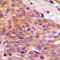 CDK5 and ABL1 enzyme substrate 1 antibody, LS-C354213, Lifespan Biosciences, Immunohistochemistry paraffin image 