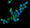AIF1 antibody, M01571-1, Boster Biological Technology, Immunofluorescence image 