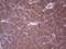 Angiopoietin 2 antibody, NBP2-46520, Novus Biologicals, Immunohistochemistry frozen image 