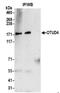 OTU Deubiquitinase 4 antibody, NBP2-37690, Novus Biologicals, Immunoprecipitation image 