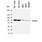 Solute Carrier Family 5 Member 1 antibody, orb154608, Biorbyt, Western Blot image 
