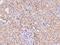 Charged multivesicular body protein 4c antibody, 201364-T08, Sino Biological, Immunohistochemistry paraffin image 