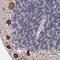 CysRS antibody, NBP1-86624, Novus Biologicals, Immunohistochemistry frozen image 