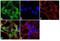 Somatostatin receptor type 4 antibody, PA3-111, Invitrogen Antibodies, Immunofluorescence image 