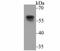 UDP-N-Acetylglucosamine Pyrophosphorylase 1 antibody, NBP2-76969, Novus Biologicals, Western Blot image 