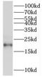 Regulator Of G Protein Signaling 10 antibody, FNab07264, FineTest, Western Blot image 