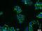 Centromere protein U antibody, 13186-1-AP, Proteintech Group, Immunofluorescence image 