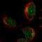 Neurobeachin antibody, PA5-59156, Invitrogen Antibodies, Immunofluorescence image 