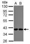 Polymerase delta-interacting protein 3 antibody, LS-C155707, Lifespan Biosciences, Western Blot image 