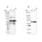 Histone RNA hairpin-binding protein antibody, PA5-53966, Invitrogen Antibodies, Western Blot image 