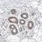 Ubiquitin Like 4B antibody, NBP1-82054, Novus Biologicals, Immunohistochemistry frozen image 