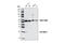 Ubiquitin-like protein ATG12 antibody, 4180T, Cell Signaling Technology, Western Blot image 