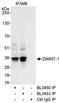 ZW10 Interacting Kinetochore Protein antibody, A300-780A, Bethyl Labs, Immunoprecipitation image 