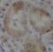 PTPN1 antibody, FNab10253, FineTest, Immunohistochemistry frozen image 