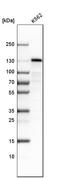 Stonin-2 antibody, HPA003086, Atlas Antibodies, Western Blot image 