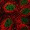 Guanine Deaminase antibody, NBP1-87454, Novus Biologicals, Immunocytochemistry image 