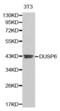 Dual specificity protein phosphatase 6 antibody, abx001064, Abbexa, Western Blot image 