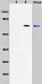 ATP Binding Cassette Subfamily E Member 1 antibody, orb101639, Biorbyt, Western Blot image 