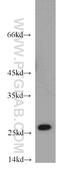 Rho-GDI beta antibody, 16122-1-AP, Proteintech Group, Western Blot image 