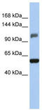Zinc Finger And SCAN Domain Containing 20 antibody, TA333499, Origene, Western Blot image 