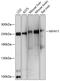 Myosin-11 antibody, A02422, Boster Biological Technology, Western Blot image 