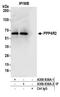 Protein Phosphatase 4 Regulatory Subunit 2 antibody, A300-838A, Bethyl Labs, Immunoprecipitation image 