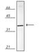 Biliverdin Reductase A antibody, ADI-OSA-400-E, Enzo Life Sciences, Western Blot image 