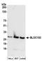 Biogenesis Of Lysosomal Organelles Complex 1 Subunit 3 antibody, A304-612A, Bethyl Labs, Western Blot image 