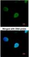 Pre-mRNA-processing factor 19 antibody, NBP1-31354, Novus Biologicals, Immunocytochemistry image 