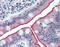 Cadherin Related Family Member 5 antibody, TA341274, Origene, Immunohistochemistry frozen image 