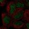 Homeobox protein Hox-B8 antibody, PA5-67398, Invitrogen Antibodies, Immunofluorescence image 