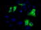 UPF0663 transmembrane protein C17orf28 antibody, TA501359, Origene, Immunofluorescence image 